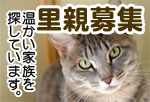 里親募集