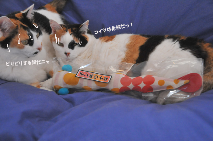 キャットニップキッカー