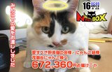 第16回にゃんにゃんBOX支援報告