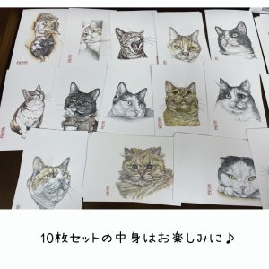 画像3: 2969. 猫のポストカード10枚セット　全額寄付 (3)