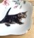 画像2: アート工房Renon：子猫と桜の小皿　その2 (2)