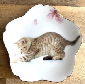 画像1: アート工房Renon：子猫と桜の小皿　その6 (1)