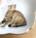 画像2: アート工房Renon：子猫と桜の小皿　その4 (2)