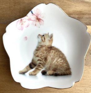 画像1: アート工房Renon：子猫と桜の小皿　その4 (1)