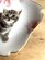 画像2: アート工房Renon：子猫と桜の小皿　その１ (2)