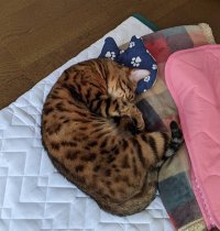 画像1: yamari:手首まくら時々ねこ枕【肉球ブラック×北欧柄】(全額寄付)