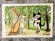 画像3: ドレミかんぱにー：ポストカード4枚セット「ハープ弾きの猫」（全額寄付） (3)