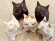 画像1: 半澤淳子：おねがい猫【5種】 (1)