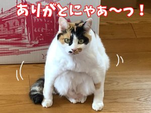 画像1: カード決済用カート（2650-400円=2250円→2380円） (1)