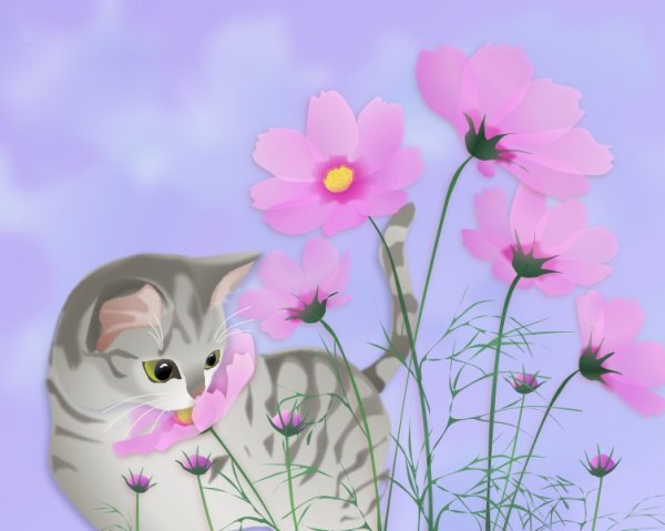 画像1: ６切イラスト＜コスモス＞ (1)