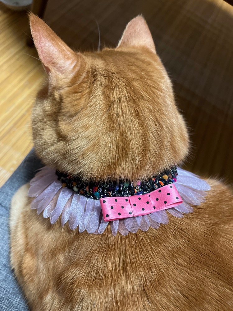 にゃん太通販