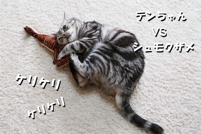 キャットニップキッカー