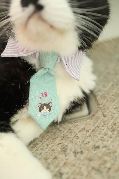 刺猫の首輪