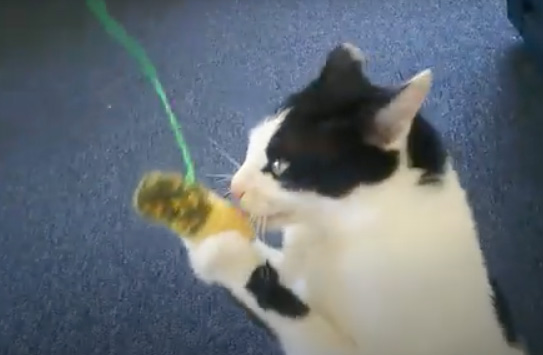 猫背の背猫