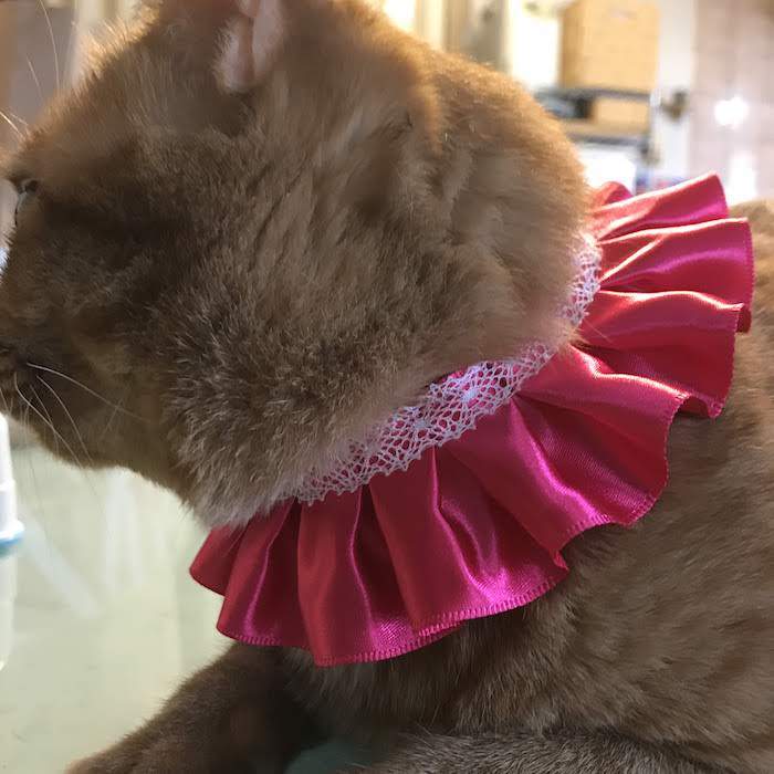 シュシュ首輪