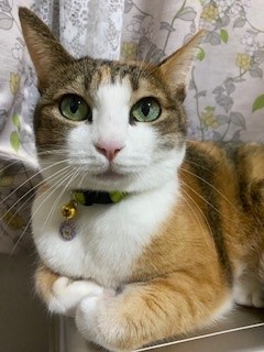 k*neko猫ちゃん用迷子札