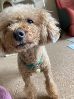 k*neko猫ちゃん用迷子札