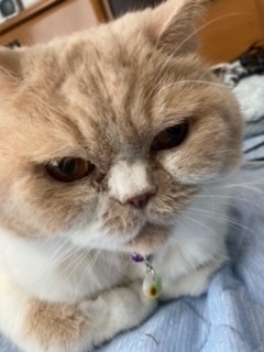 k*neko猫ちゃん用迷子札