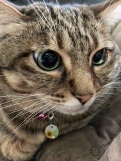 k*neko猫ちゃん用迷子札