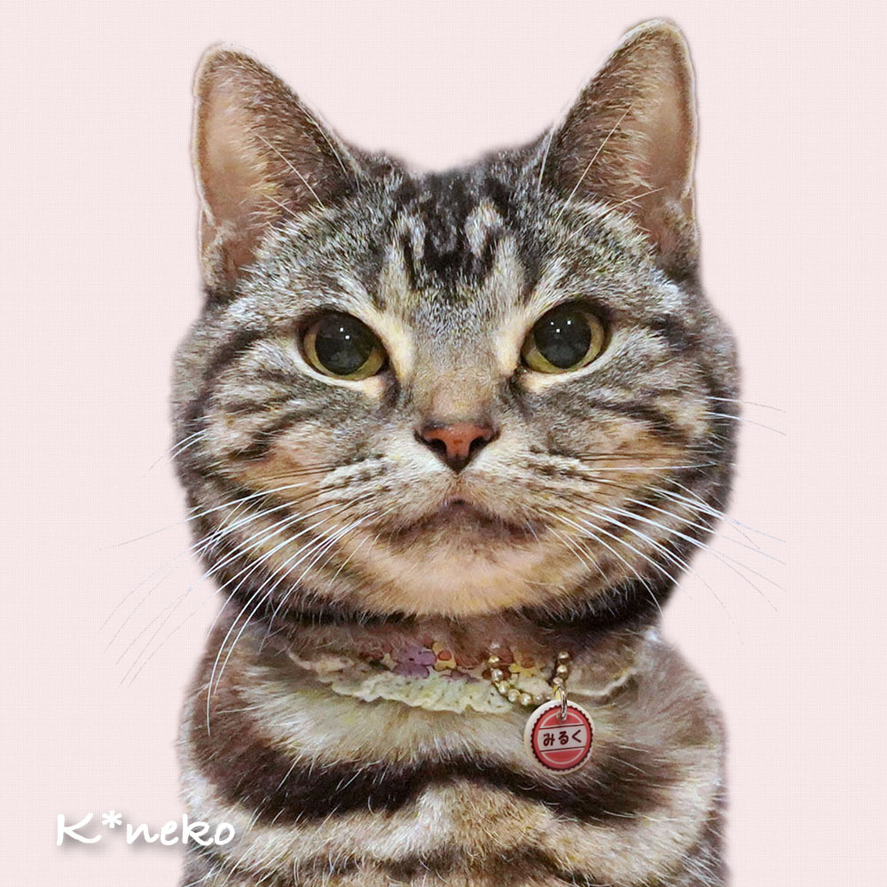 k*neko猫ちゃん用迷子札