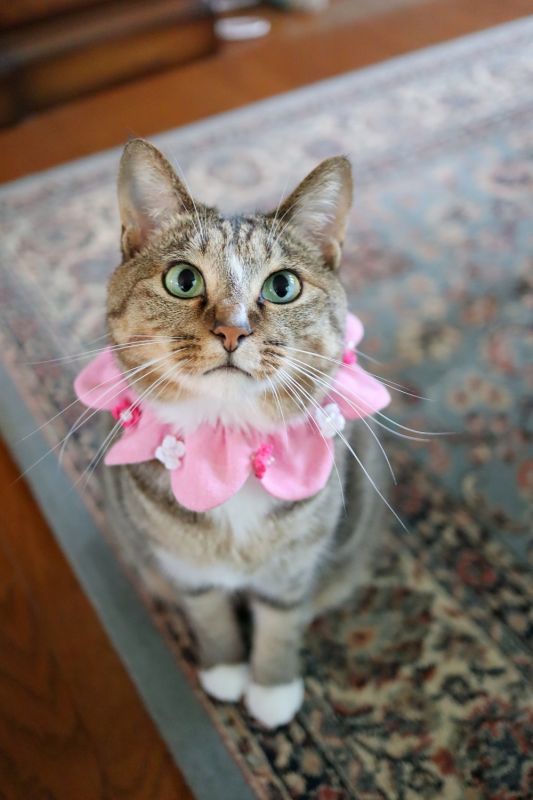soraniji sanpo:猫の首輪:お花いっぱい花びら首輪 レッド×ホワイト