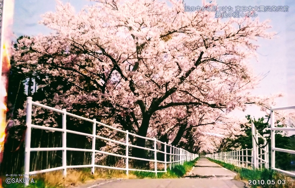 桜写真