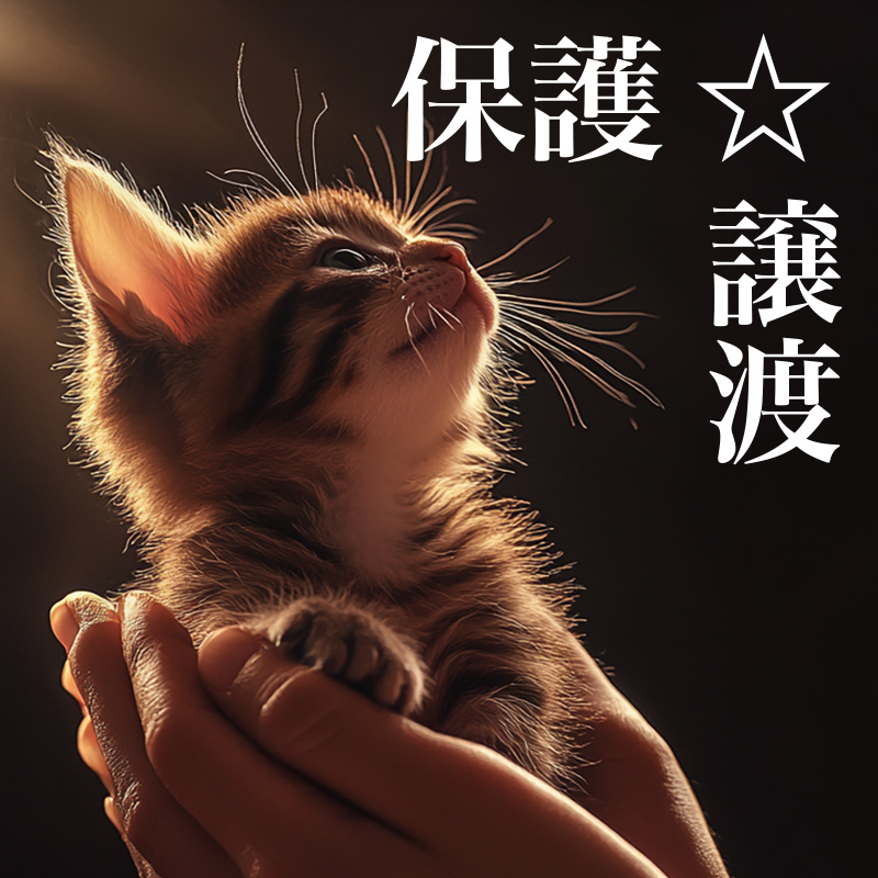 にゃっ展2025：講習会【保護・譲渡】申し込み