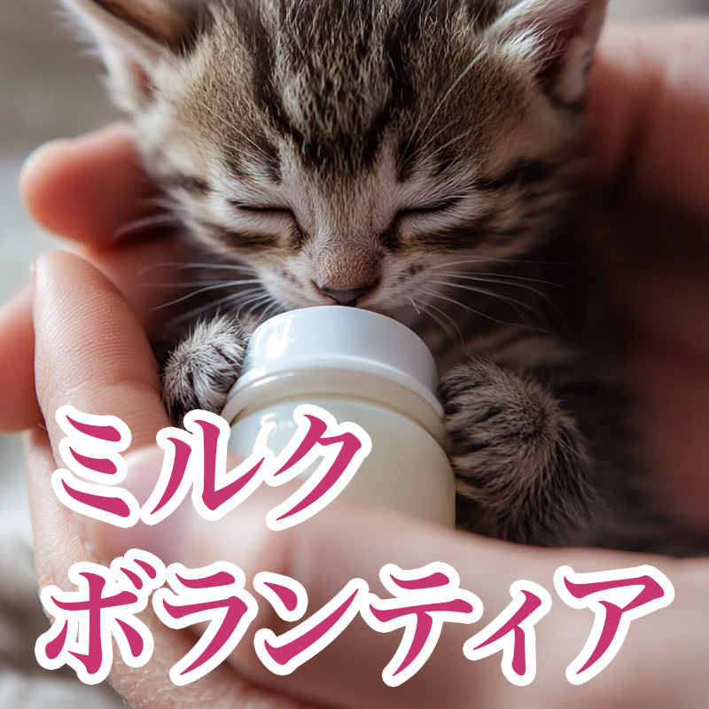 にゃっ展2025：講習会【ミルクボランティア】申し込み