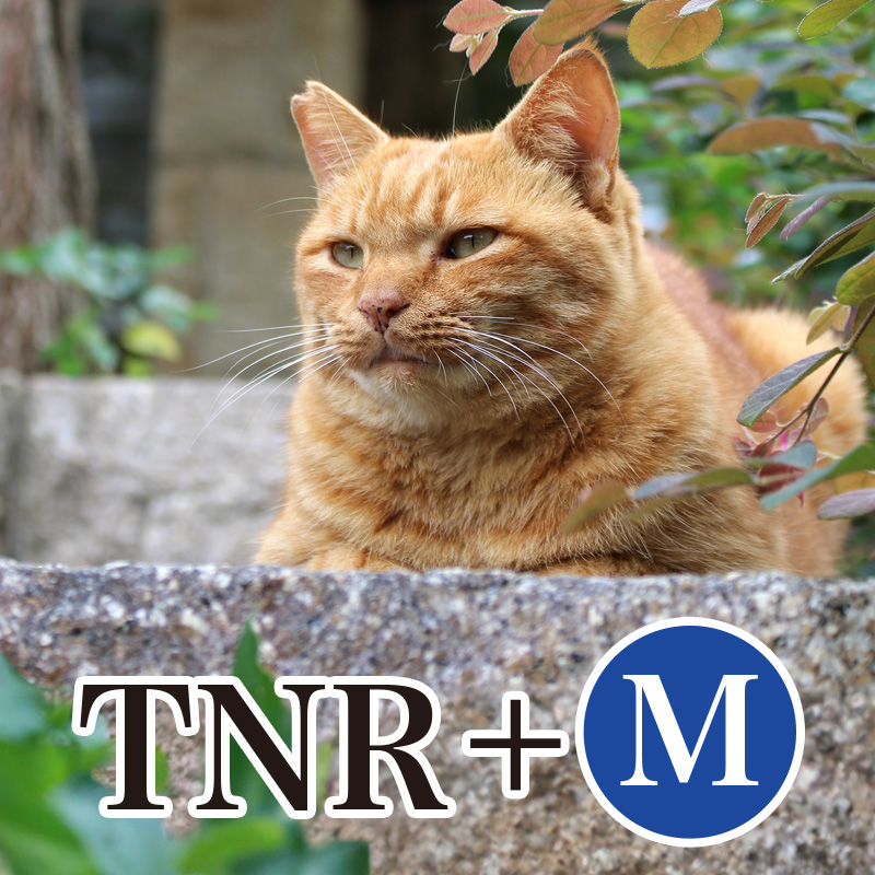にゃっ展2025：講習会【TNR(+M)】申し込み